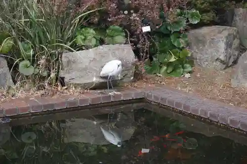 諏訪神社・諏訪山稲荷神社の動物