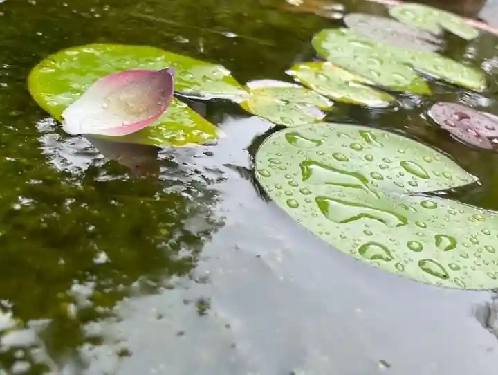 伊勢の国 四天王寺の自然