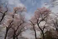 神炊館神社 ⁂奥州須賀川総鎮守⁂の自然