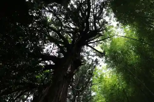 日枝神社の自然
