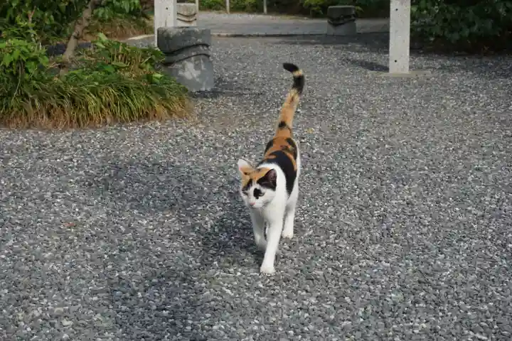 板倉雷電神社の動物