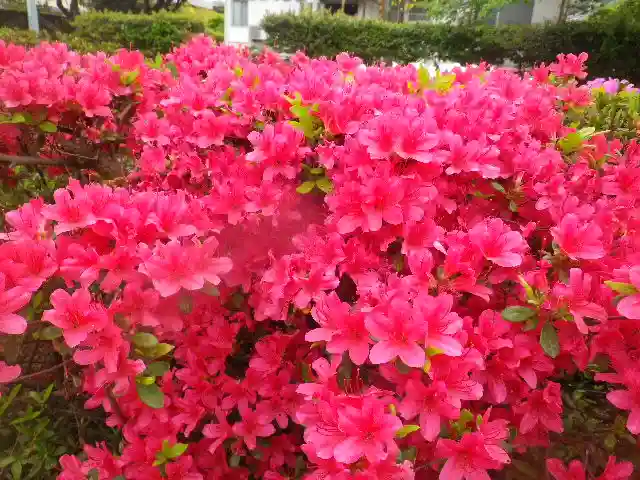 鶴岡八幡宮の自然