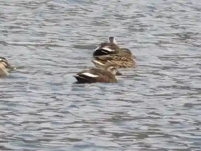 崇神天皇　山邊道勾岡上陵の動物