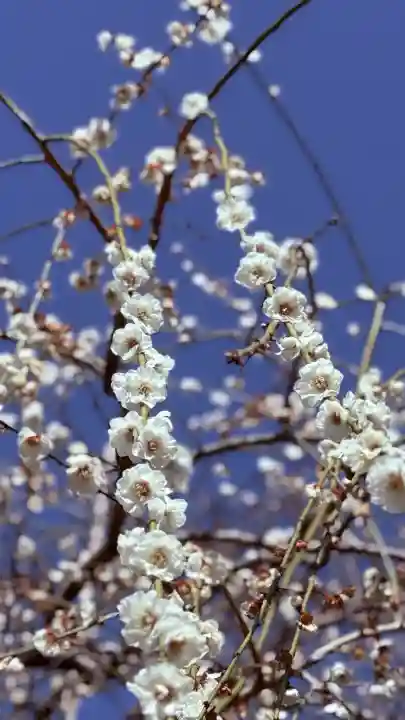 大縣神社の{uncategorized: "未分類", other: "その他", undefined: "問題あり", building: "その他建物", grave: "お墓", sacred_gate: "鳥居", guardian: "狛犬", statue: "像", buddha: "仏像", history: "歴史", nature: "自然", garden: "庭園", animal: "動物", pagoda: "塔", temizu: "手水舎", mountain_gate: "山門・神門", sanctuary: "本殿・本堂", subordinate: "末社・摂社", art: "芸術", scenery: "景色", jizo: "地蔵", ema: "絵馬", goshuin: "御朱印", omikuji: "おみくじ", items: "授与品その他", amulet: "お守り", goshuincho: "御朱印帳", eats: "食事", festival: "お祭り", votive_dance: "神楽", shichigosan: "七五三参", wedding: "結婚式", experience: "体験その他", initially: "初詣", around: "周辺", anti_infection: "感染症対策"}