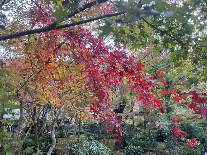 圓光寺(京都府)
