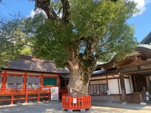 宇佐神宮(大分県)