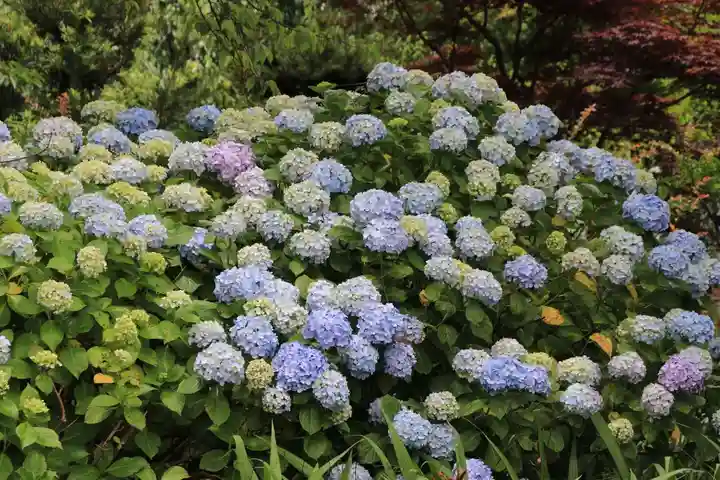 開成山大神宮の自然