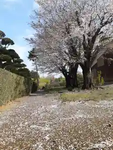 伏木香取神社の自然(2022年04月09日(土) 08時20分08秒投稿)