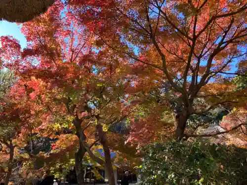 長壽寺（長寿寺）の自然