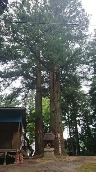 米川八幡神社の自然
