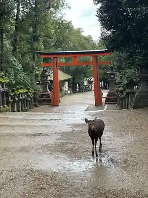 春日大社(奈良県)