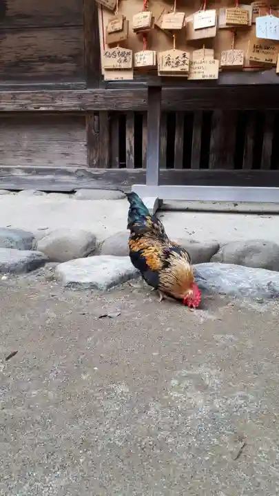 大崎八幡宮の動物