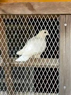 高山神社(群馬県)