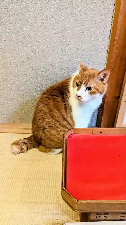 五十稲荷神社(栄寿稲荷神社)の動物