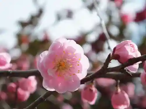 神戸神社の自然