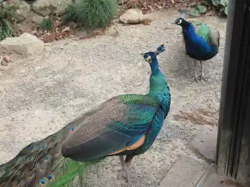 楽法寺（雨引観音）の動物