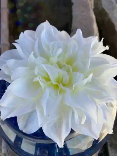 水堂須佐男神社の自然