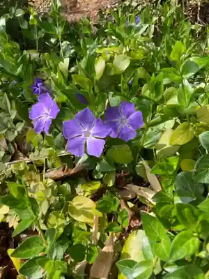 日吉神社の自然