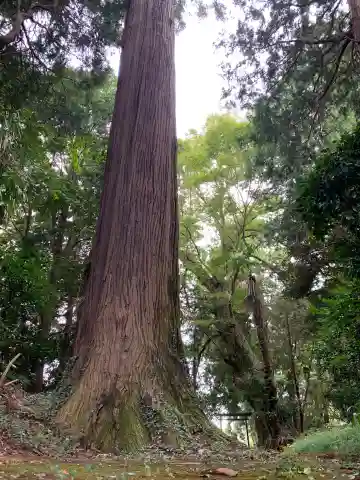 神社(名称不明)(千葉県)