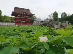 伊賀八幡宮の自然