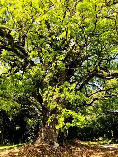 千栗八幡宮の自然