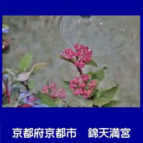 錦天満宮(京都府)