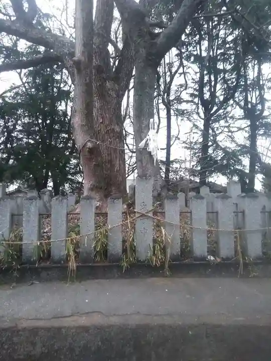 白髭神社の自然