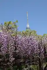 亀戸天神社の景色