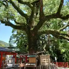 青岸渡寺の自然