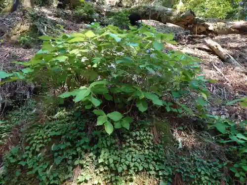 玉置神社(奈良県)