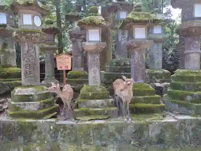 春日大社の動物