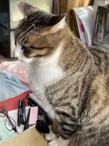 大江神社の動物