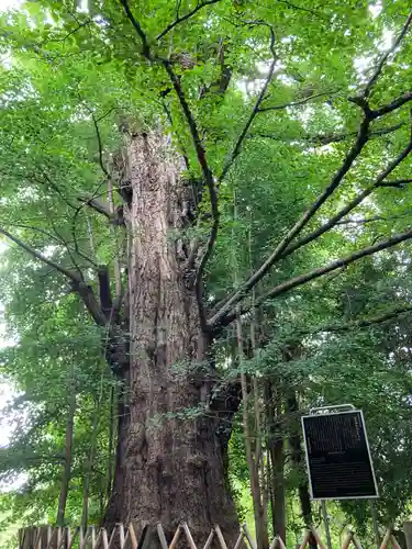 王子神社の自然