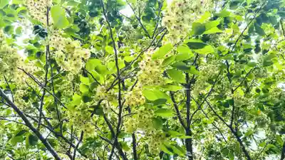 織田神社(福井県)