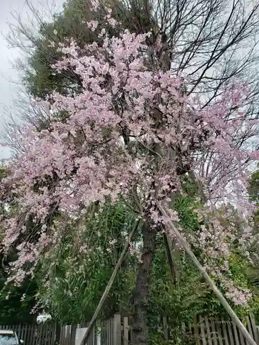阿佐ヶ谷神明宮の自然