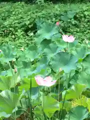 田丸神社の自然