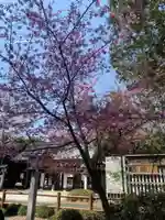 櫻木神社の自然