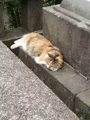 江島神社の動物