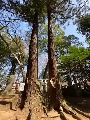 東蕗田天満社の自然