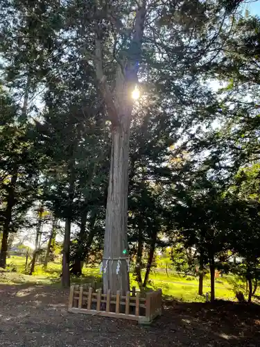 長沼神社の自然