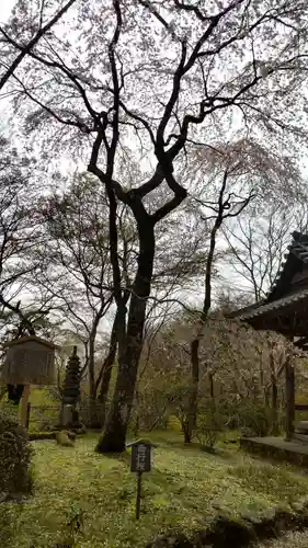 勝持寺（花の寺）の自然