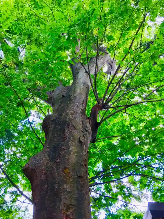 愛宕神社の自然