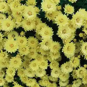 豊景神社の自然(2020年10月26日(月) 06時33分46秒投稿)