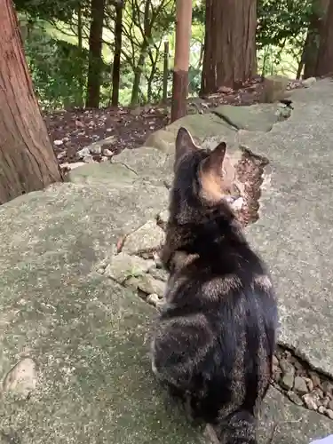 玉野御嶽神社の動物