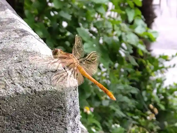 大己貴神社(福井県)