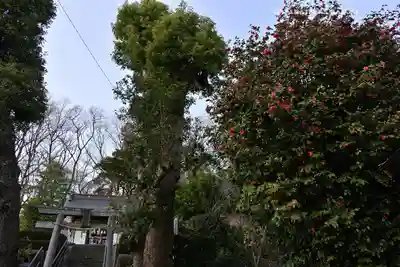 本郷氷川神社(埼玉県)