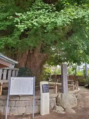鶴嶺八幡宮(神奈川県)