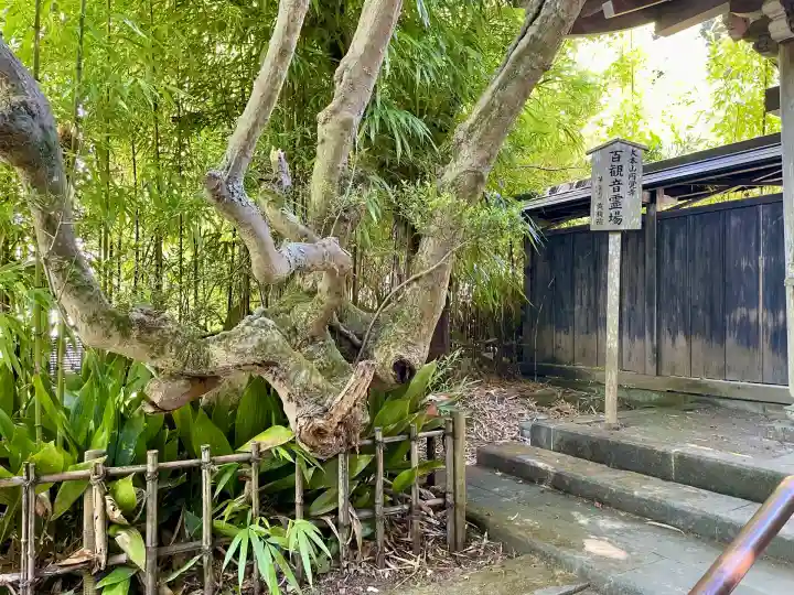 黄梅院(円覚寺塔頭)(神奈川県)