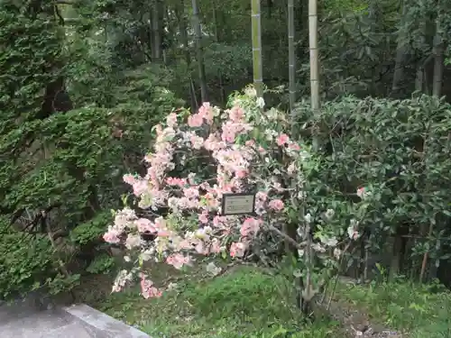 宝登山神社奥宮の自然