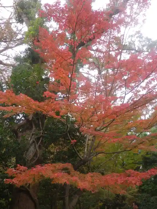 鶴岡八幡宮の自然